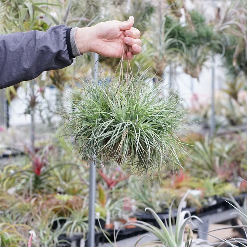 スタッフ特選】ストリクタ クランプ ビッグサイズ | air-plants TENGU-DO