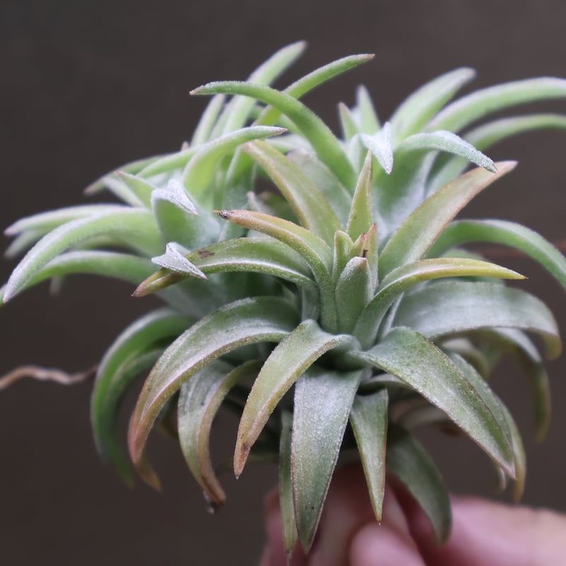 イオナンタ バンハイニンギー ジャンボ 97号 | air-plants TENGU-DO