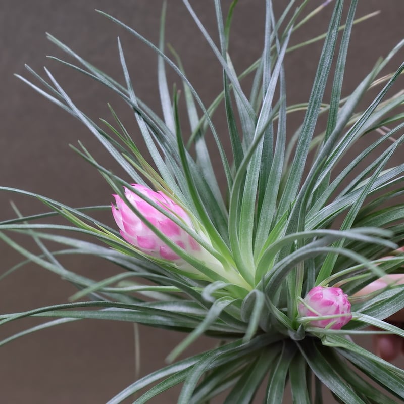 ストリクタ 花芽付き 01号 | air-plants TENGU-DO
