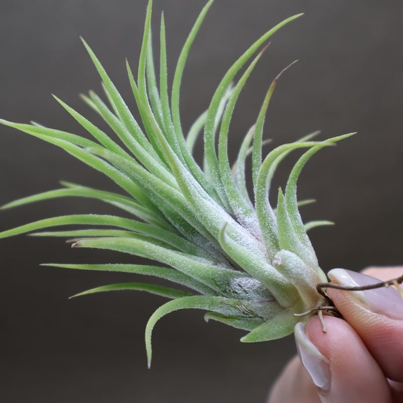 アプレタード BRT 01号 | air-plants TENGU-DO