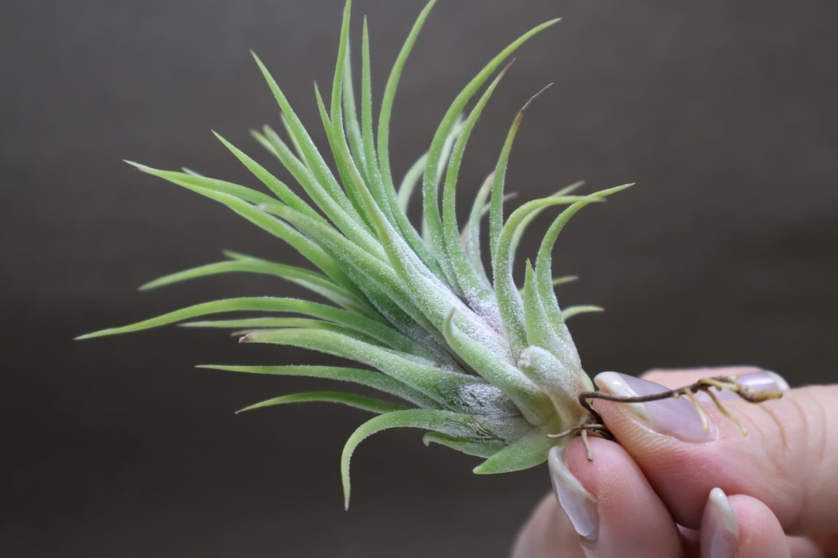 ヘドロ沼 様　ご確認用　アプレタードBRT アプレタード BRT 01号 | air-plants TENGU-DO