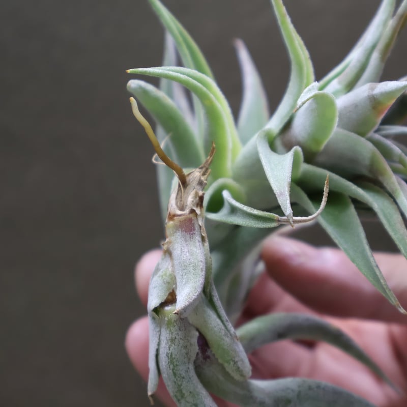 エディシアエ 49号 | air-plants TENGU-DO