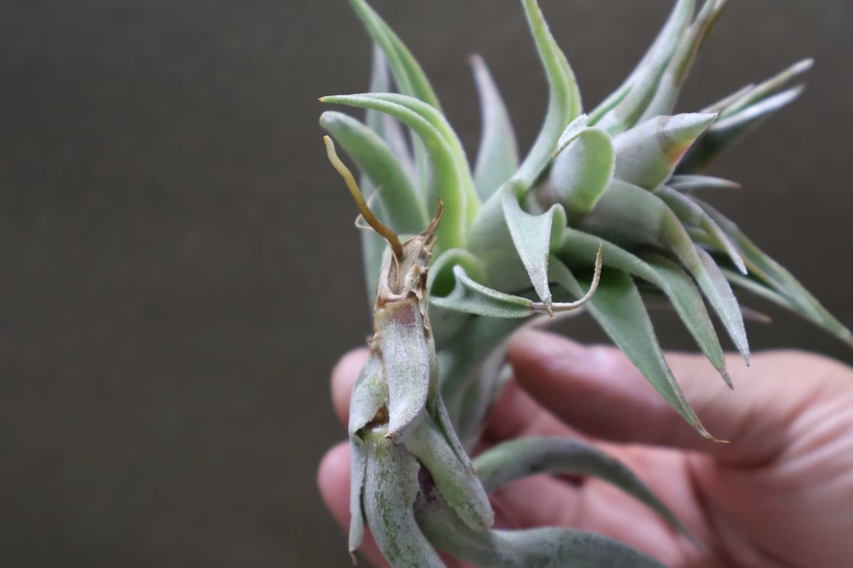 エディシアエ 49号 | air-plants TENGU-DO