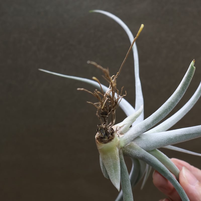 キセログラフィカ × チアペンシス 09号 | air-plants TENGU-DO