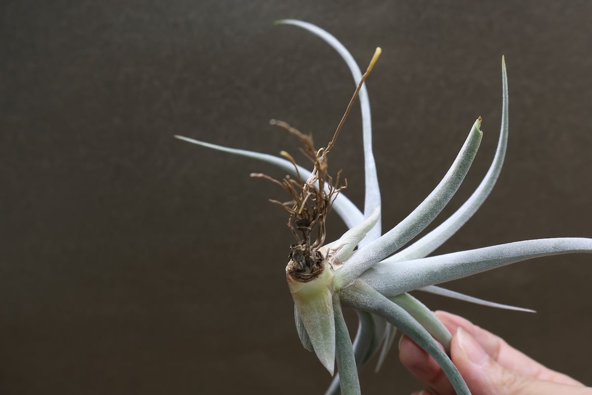 キセログラフィカ × チアペンシス 09号 | air-plants TENGU-DO