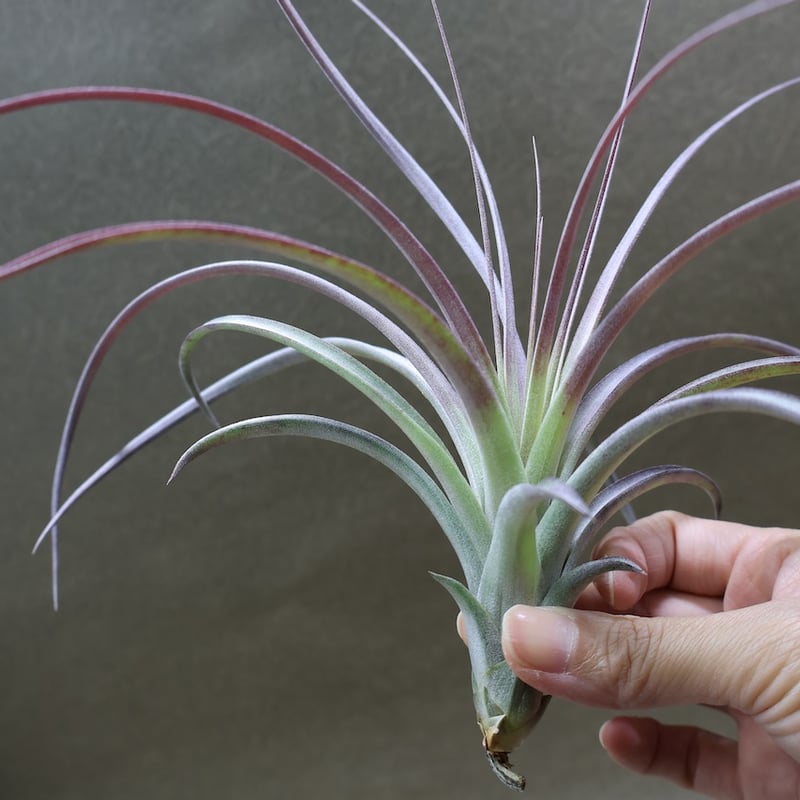 超希少❗️交配種❗️チランジア　ヘザーズブラッシュ （ブラキカウロス×エクセルタ）✨ ヘザーズブラッシュ（ ブラキカウロス × エクセルタ ）27号 | air