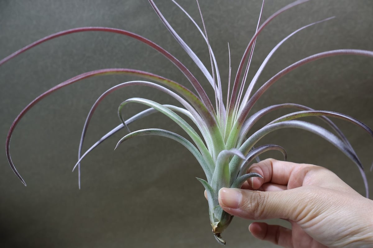 超希少❗️交配種❗️チランジア　ヘザーズブラッシュ （ブラキカウロス×エクセルタ）✨ ヘザーズブラッシュ（ ブラキカウロス × エクセルタ ）27号 | air