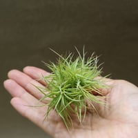 スプレンゲリアナ Lサイズ 02号 | air-plants TENGU-DO