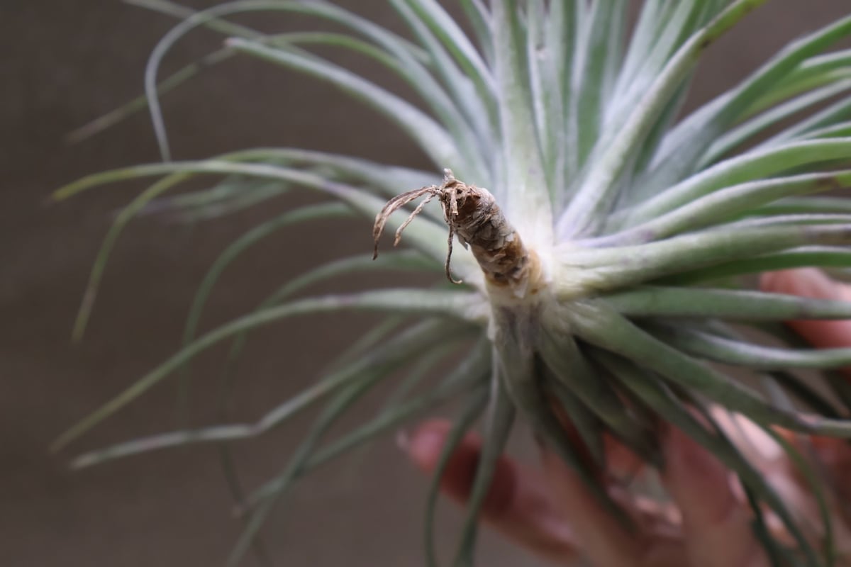 ストリクタ ハードリーフ 花芽付き株 04号 | air-plants TENGU-DO