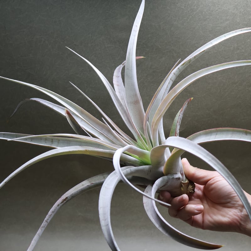 シルバートーチ （キセログラフィカ ×チアペンシス）05号 | air-plants