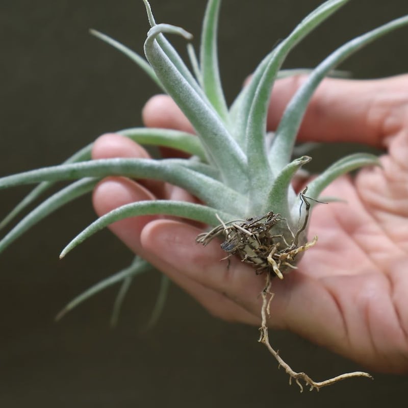 チアペンシス × エーレルシアナ 01号 | air-plants TENGU-DO