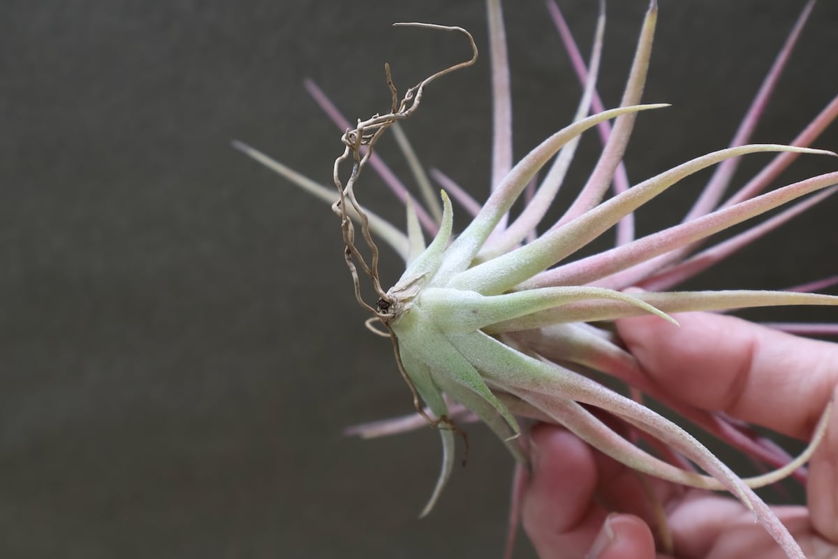 ヴィクトリア（イオナンタ×ブラキカウロス） Mサイズ11号 | air-plants