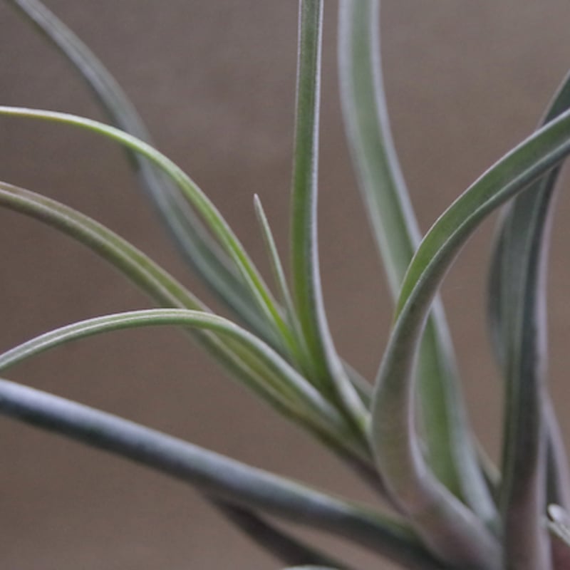 ゴルゴン 02号 | air-plants TENGU-DO