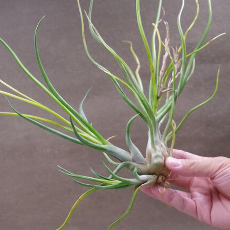 ブルボーサ ハイブリッド 01号 | air-plants TENGU-DO