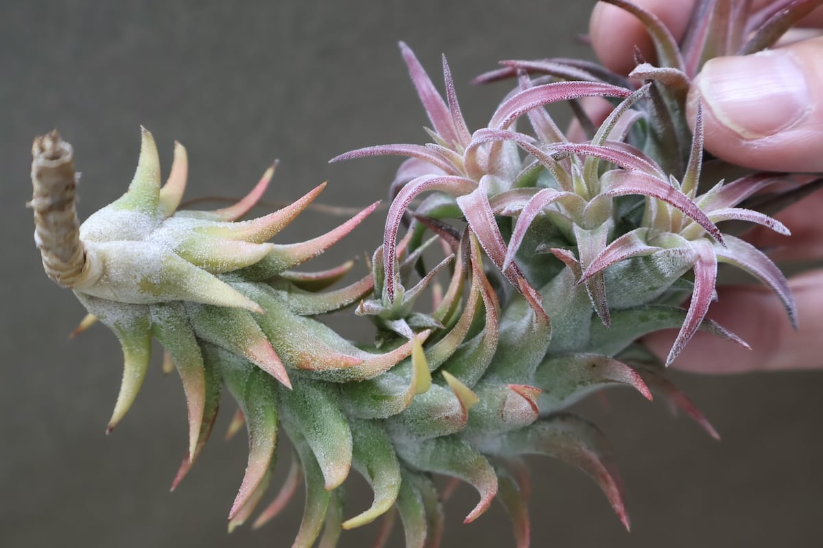 イオナンタ バンハイニンギー 125号 | air-plants TENGU-DO