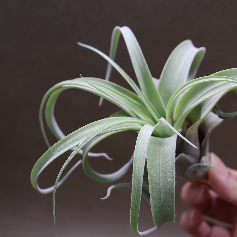 ストレプトフィラ × キセログラフィカ 10号 | air-plants TENGU-DO