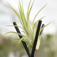 スプレンゲリアナ Lサイズ 02号 | air-plants TENGU-DO