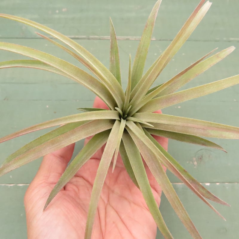 リオホンドエンシス x イオナンタ【スタッフ特選】 | air-plants TENGU-DO