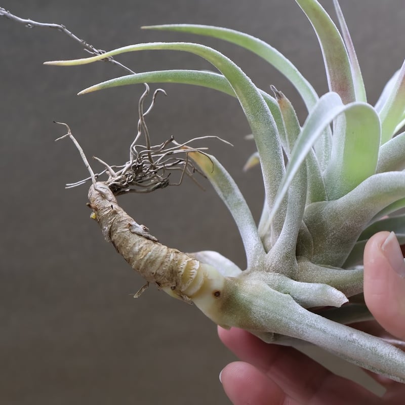 ホンジュレンシス 08号 | air-plants TENGU-DO