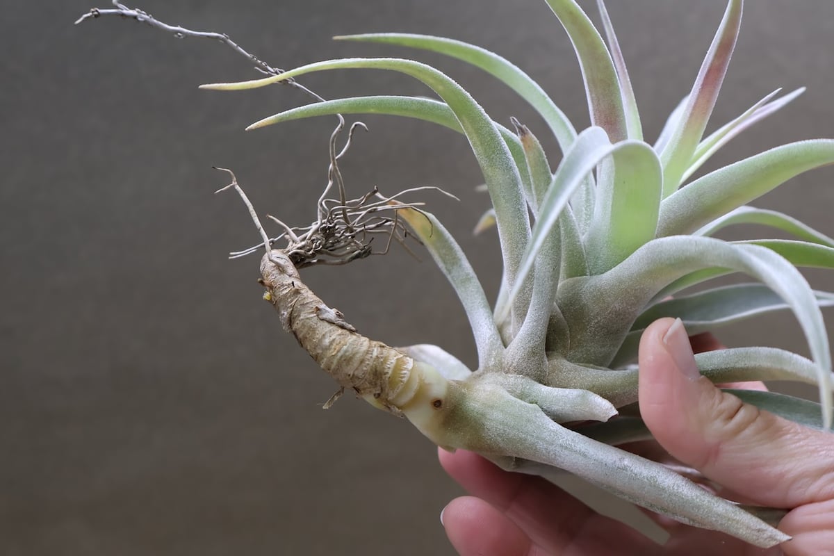 ホンジュレンシス 08号 | air-plants TENGU-DO