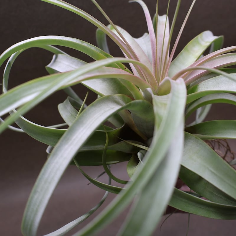 ベストインクラス （ キセログラフィカ × ロシー ）09号 | air-plants