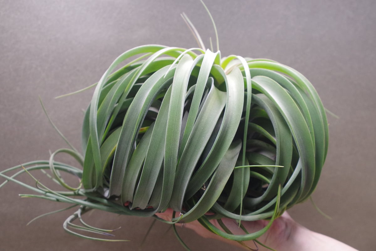 コンコロール×ストレプトフィラ 2XLサイズ01号 | air-plants コンコロール×ストレプトフィラ 2XLサイズ01号 | air-plants