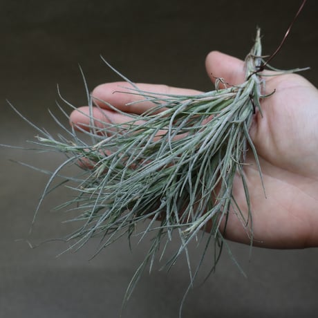 R*o様 チランジアハイブリッド s*i様 チランジアハイブリッド ブルボーサ ハイブリッド 01号