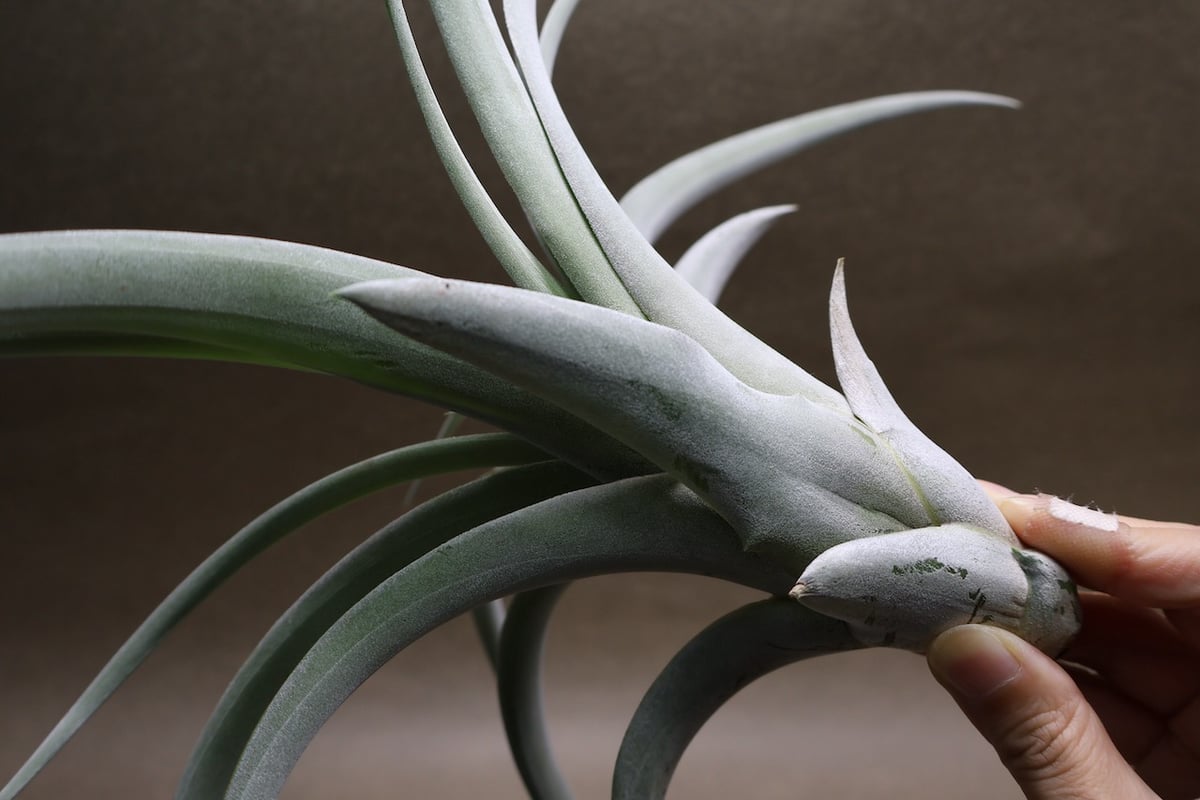 パドレ（ローランドゴッセリニーxチアペンシス）05号 | air-plants