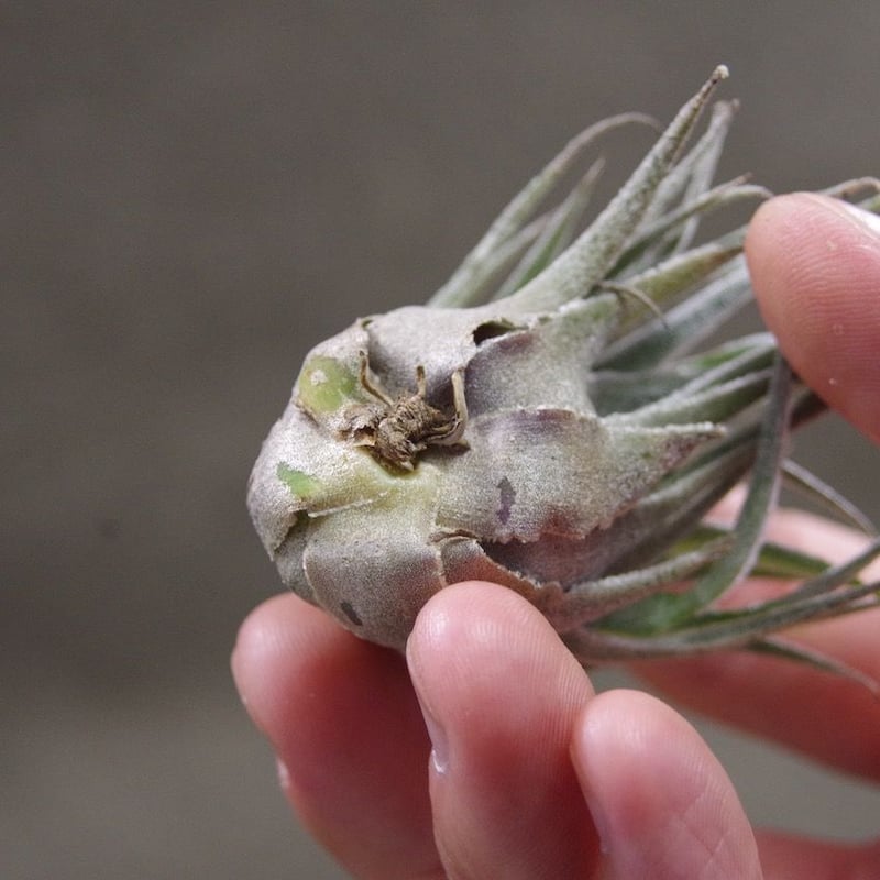 スプレンゲリアナ Lサイズ 02号 | air-plants TENGU-DO