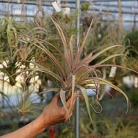 スタッフ特選】デュラティ 2頭CL XXLサイズ | air-plants TENGU-DO
