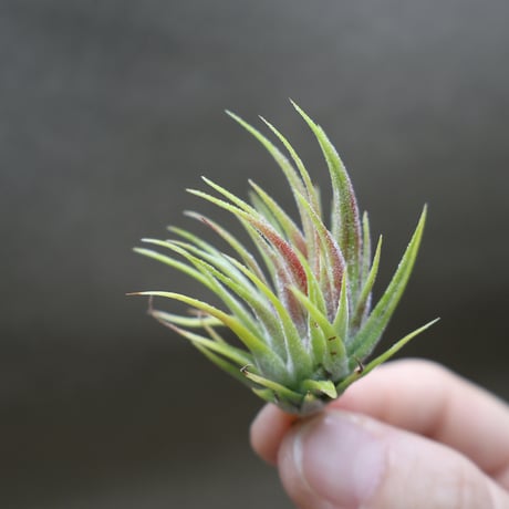 Tillandsia Methaporn Delight 速達発送