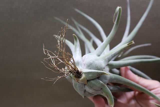 チランジア ベアコレア ×（セレリアナ×ストレプトフィラ） tillandsia チランジア ベアコレア ×（セレリアナ×ストレプトフィラ） Tillandsia