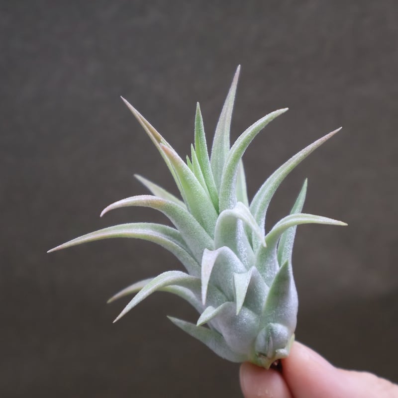 イオナンタ ヘッジホッグ T.I. 04号 | air-plants TENGU-DO