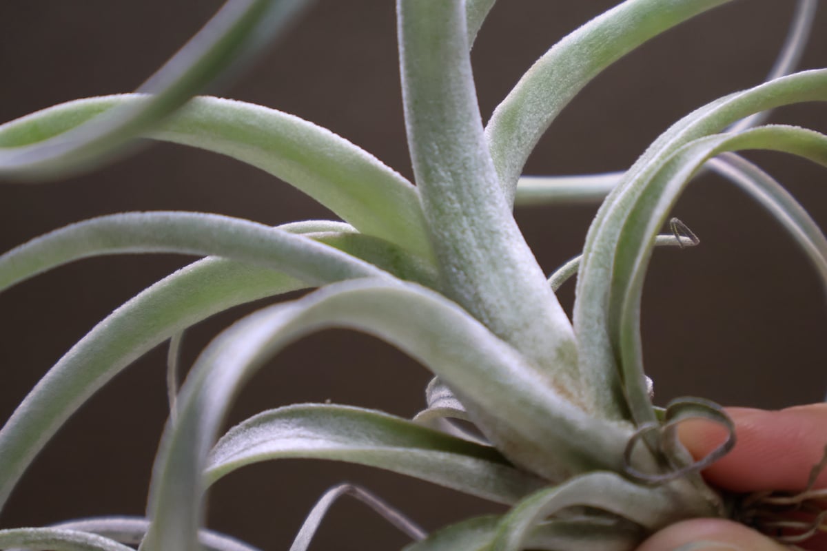 エクセルタ × チアペンシス ジャイアント 04号 | air-plants エクセルタ × チアペンシス ジャイアント 04号 | air-plants