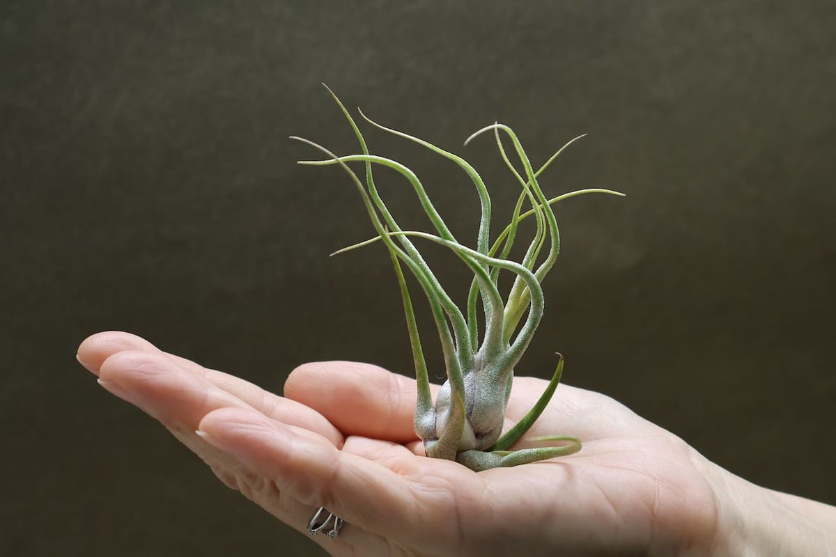 セレリアナ × ブルボーサ 08号 | air-plants TENGU-DO