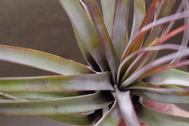 ファシクラータ デンシスピカ 01号 | air-plants TENGU-DO ファシクラータ デンシスピカ 01号 | air-plants TENGU-DO