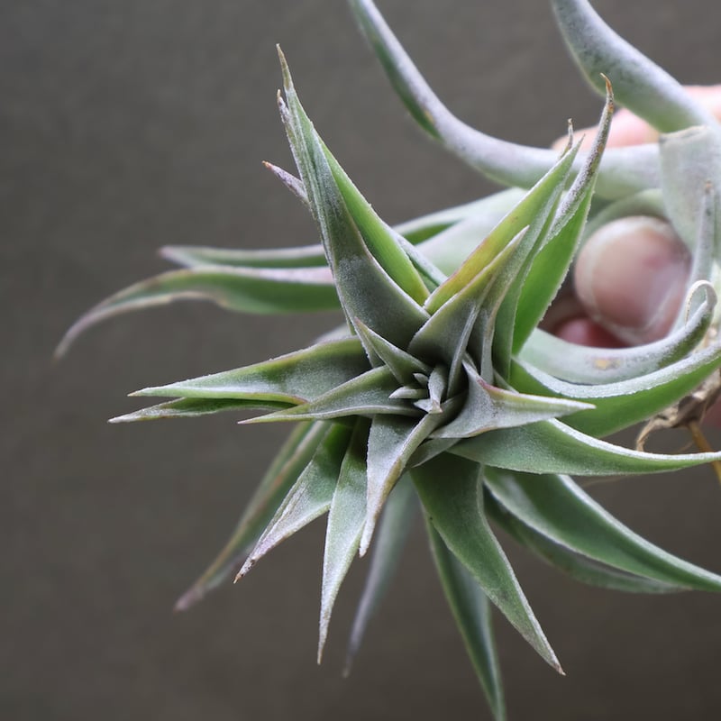 エディシアエ 49号 | air-plants TENGU-DO