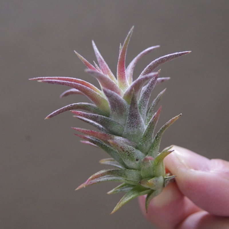 イオナンタ バンハイニンギー ミノール 03号 | air-plants TENGU-DO イオナンタ バンハイニンギー ミノール 03号 | air-plants TENGU-DO