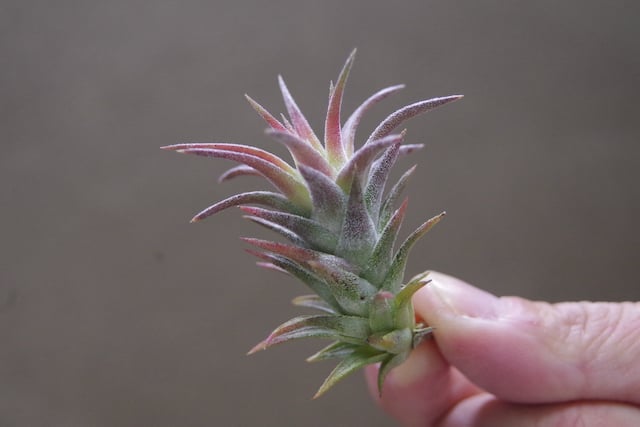 イオナンタ バンハイニンギー ミノール 03号 | air-plants TENGU-DO