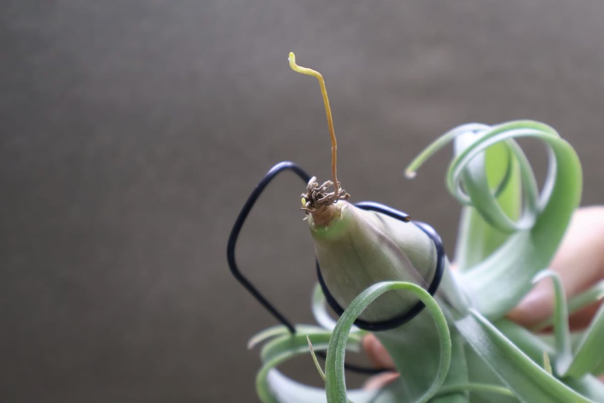 カーリースリム（インターメディア×ストレプトフィラ）Sサイズ54号