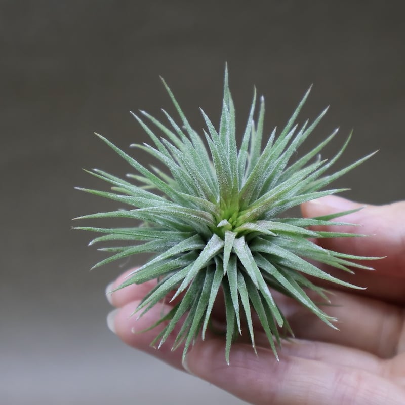 イオナンタ プレアデス 58号 | air-plants TENGU-DO