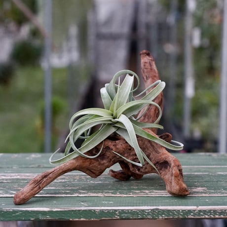 チランジア パチャラ プレデター チランジア パチャラ プレデター 希少！Tillandsia 'Pachara