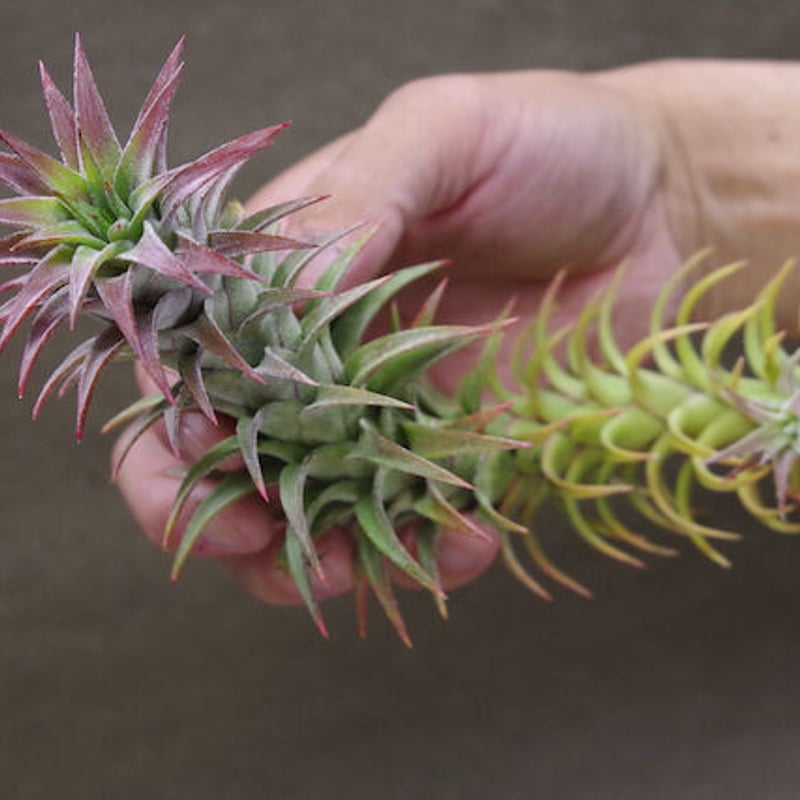 イオナンタ　バンハイニンギー　と　アルビノ イオナンタ バンハイニンギー 63号 | air-plants TENGU-DO