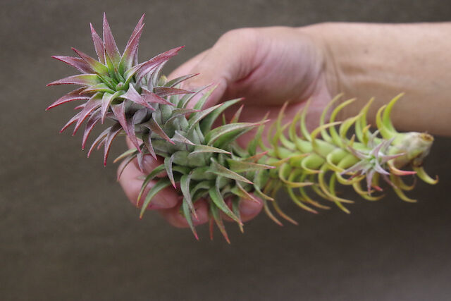 イオナンタ バンハイニンギー 63号 | air-plants TENGU-DO