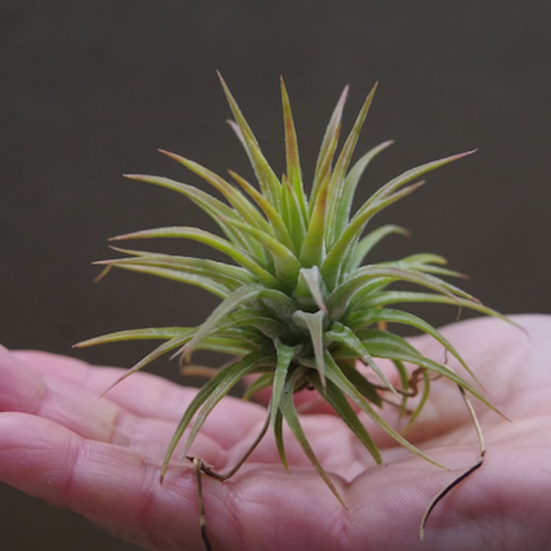 イオナンタ メキシカンゼブリナ 01号 | air-plants TENGU-DO