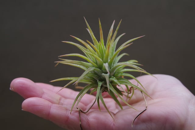 イオナンタ メキシカンゼブリナ 01号 | air-plants TENGU-DO