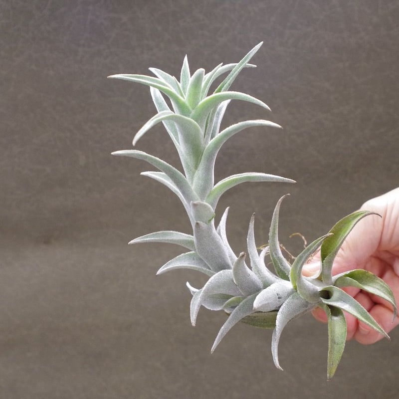 エディシアエ 08号 | air-plants TENGU-DO