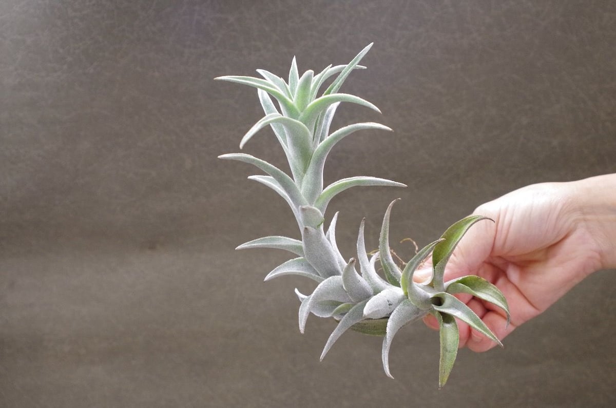 エディシアエ 08号 | air-plants TENGU-DO