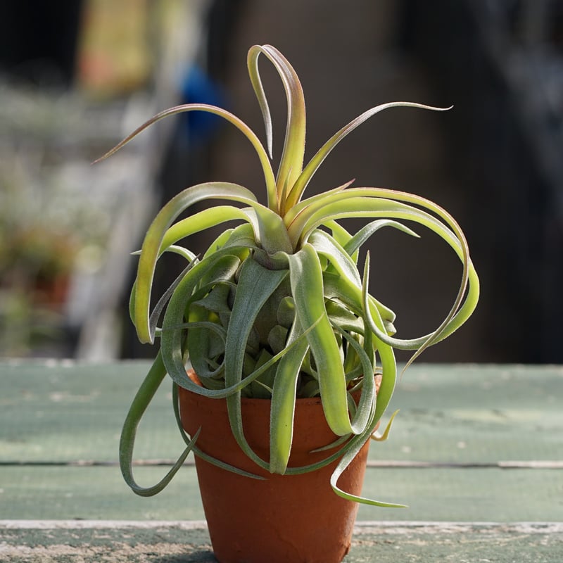 スタッフ特選】ストレプトフィラ 鉢着生 | air-plants TENGU-DO