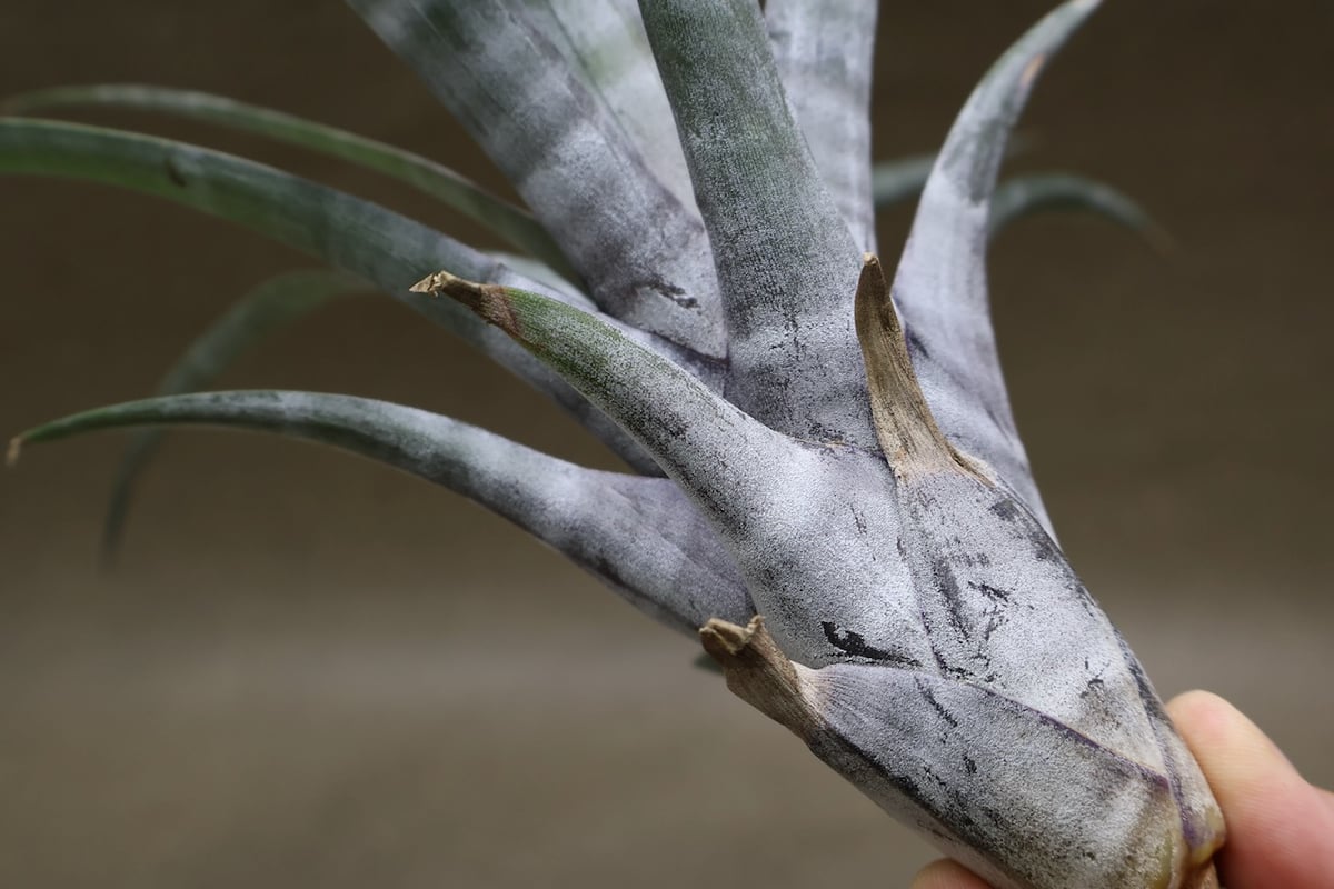 Tillandsia ヒルタ ヒルダエ 53号 | air-plants TENGU-DO